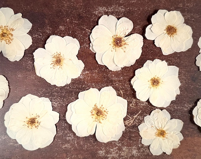 Pressed White Roses: Dried Floral Embellishments for Resin Art, Crafts ...
