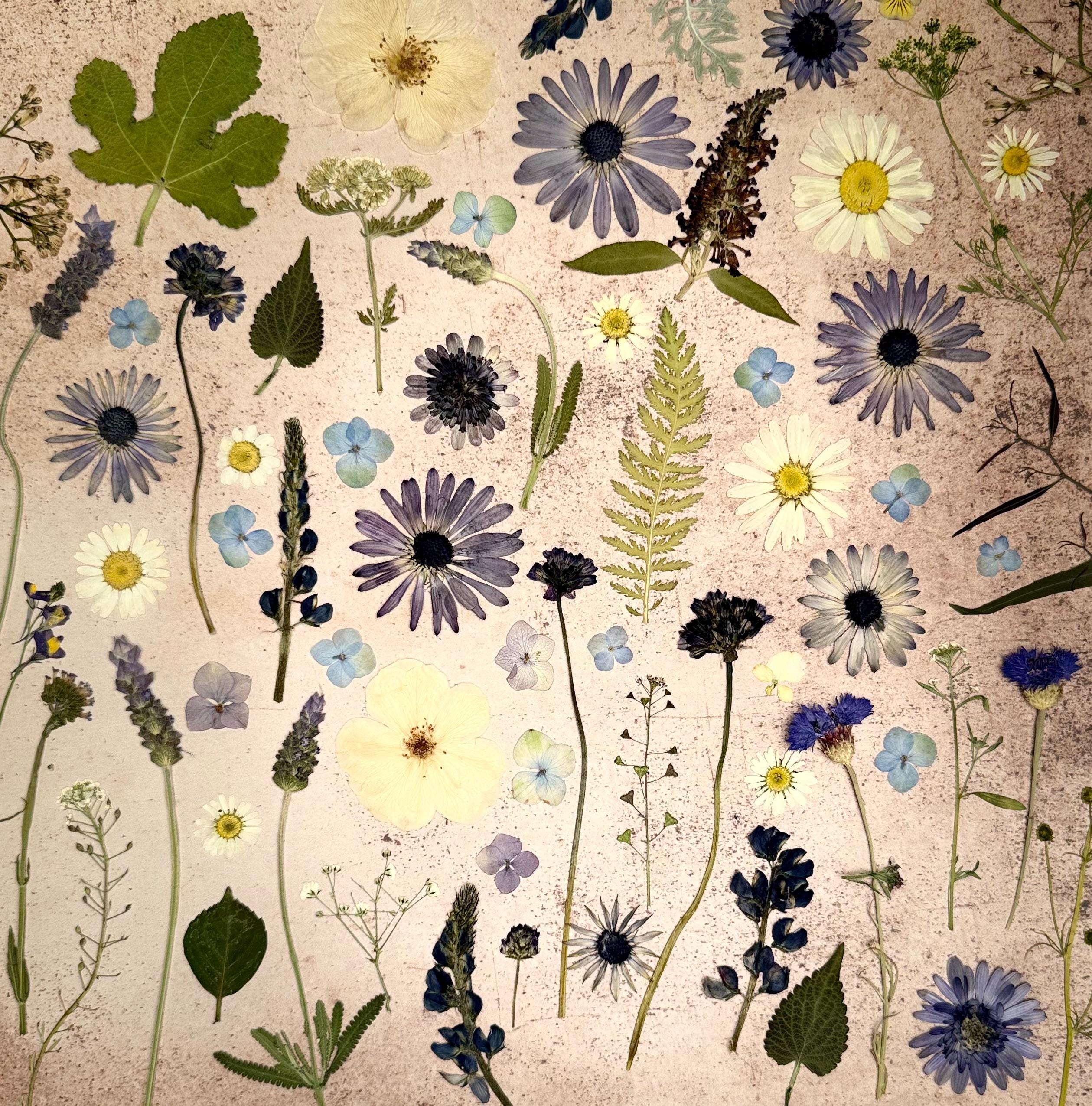 Pressed Flowers Assortment 50 pieces Pressed wild flowers Dried flowers Mixed  Pressed flowers for crafts, resin art, embellishments, decor