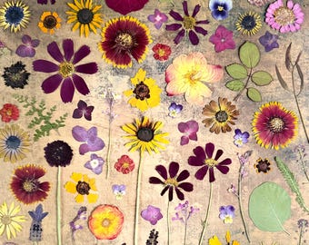 Pressed Flowers Assortment 50 pieces Pressed wild flowers Dried flowers Mixed  Pressed flowers for crafts, resin art, embellishments, decor