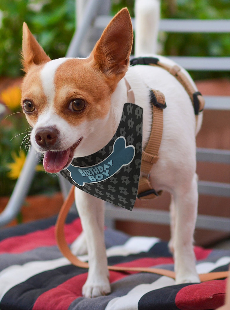 Dog Bday Outfits Birthday Boy Dog Birthday Gifts Dog Birthday Etsy