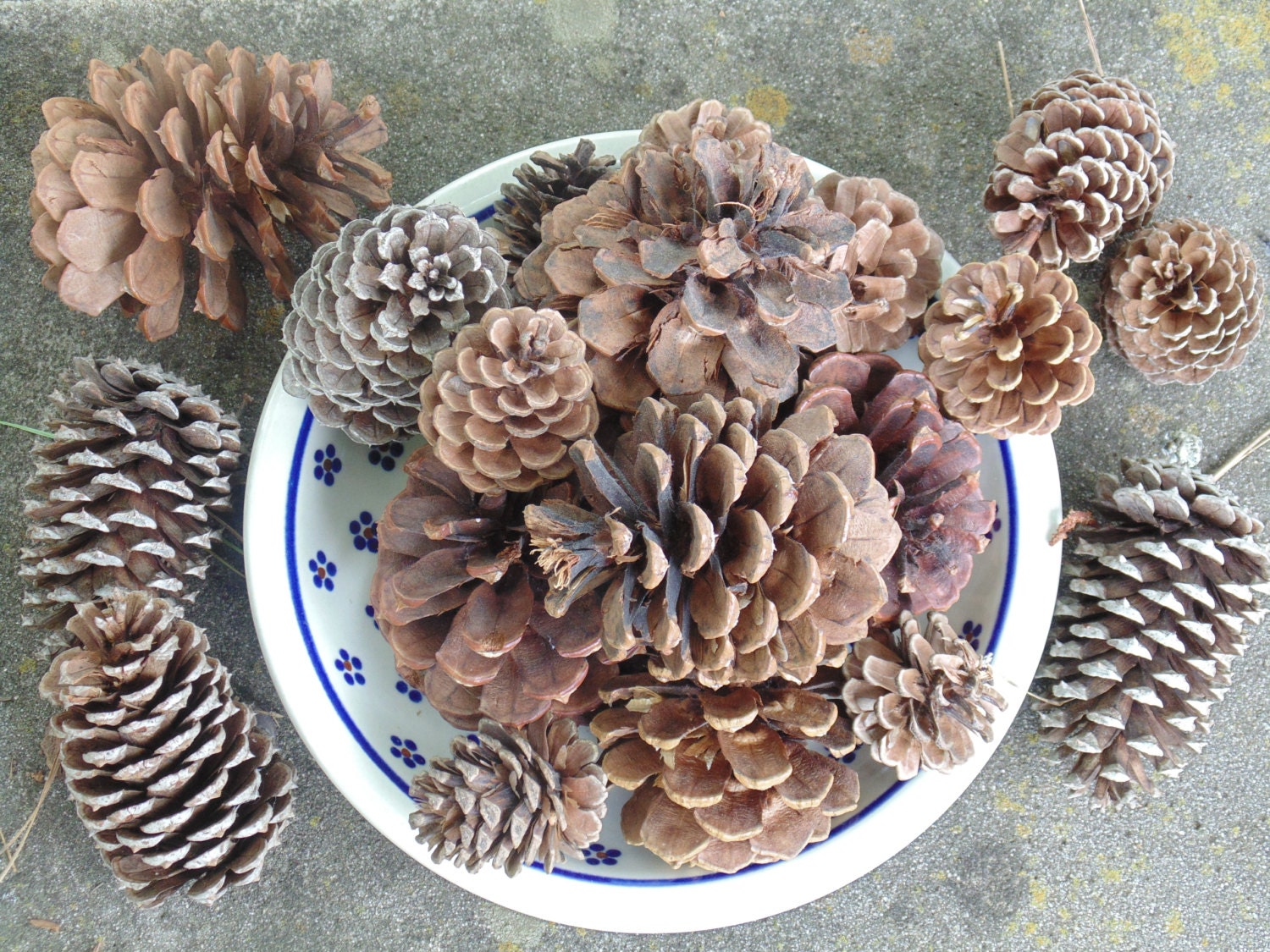 Pine Cones Bulk Pine Cones Craft Pine Cones Medium Pine Etsy