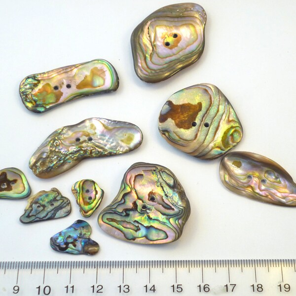 10 Abalone Buttons, Tumbled Freeform Shape  Shell Buttons, mixed sizes