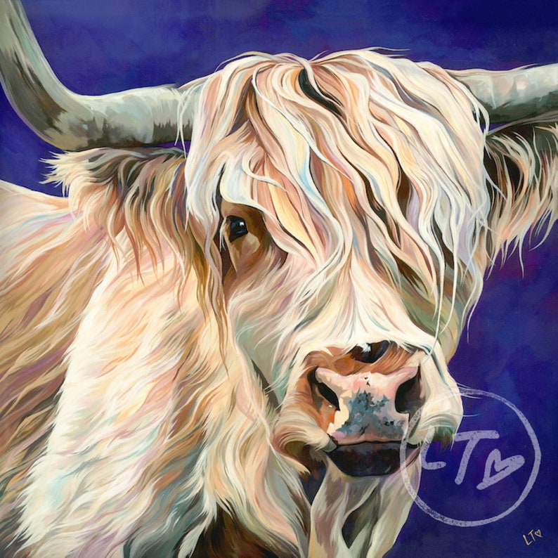 K&ouml;nnte beinhalten: Ein Nahaufnahme-Portr&auml;t einer wei&szlig;en Highland-Kuh mit langem, flie&szlig;endem Haar. Das Gesicht der Kuh ist sichtbar, mit einer rosa Nase und braunen Augen. Der Hintergrund ist tiefviolett.