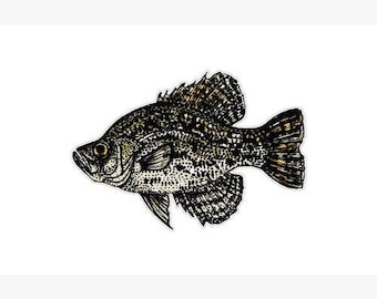 Crappie zoetwatervis sticker