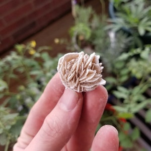 May include: A white, rose-shaped selenite crystal with a rough, textured surface.