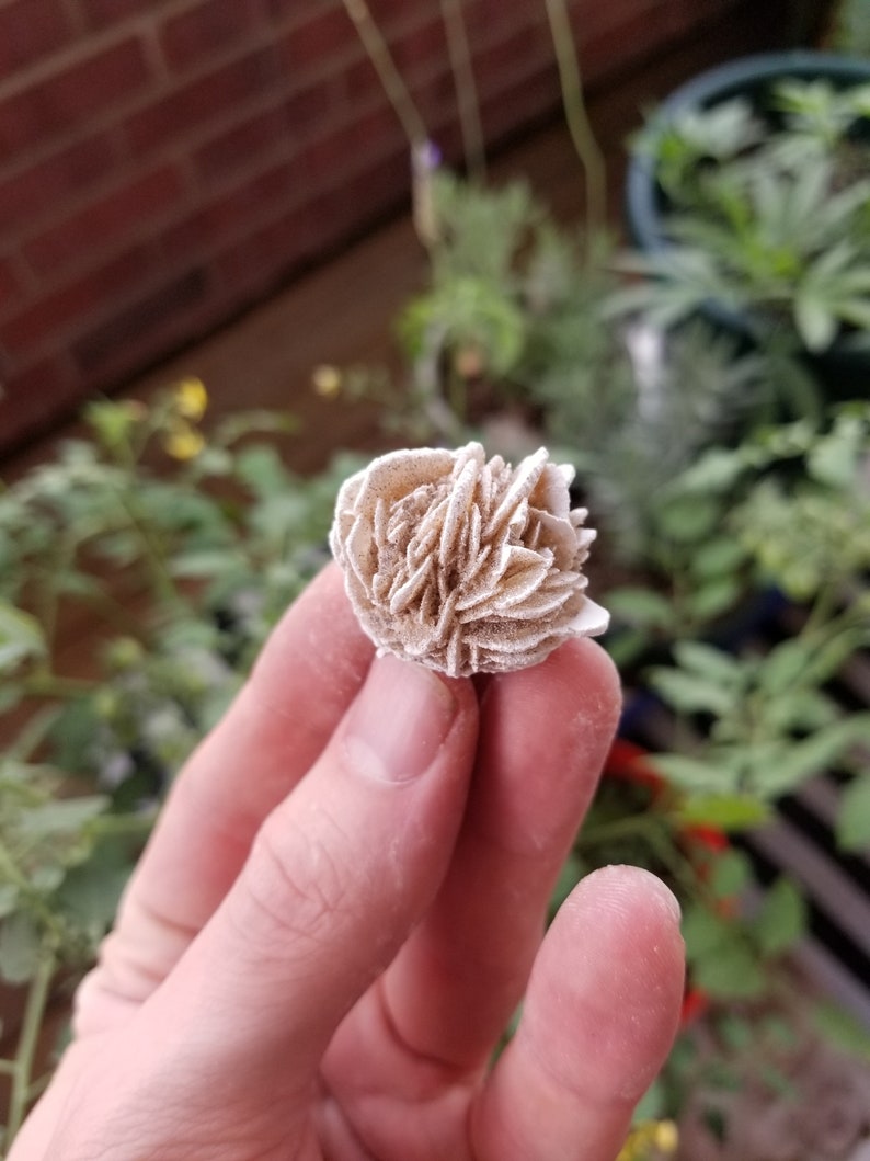 May include: A white, rose-shaped selenite crystal with a rough, textured surface.