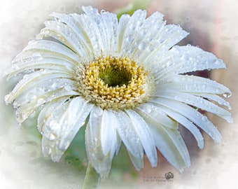 White Floral Print, White Gerber Daisy with Water Drops, Macro Photographic Floral Print