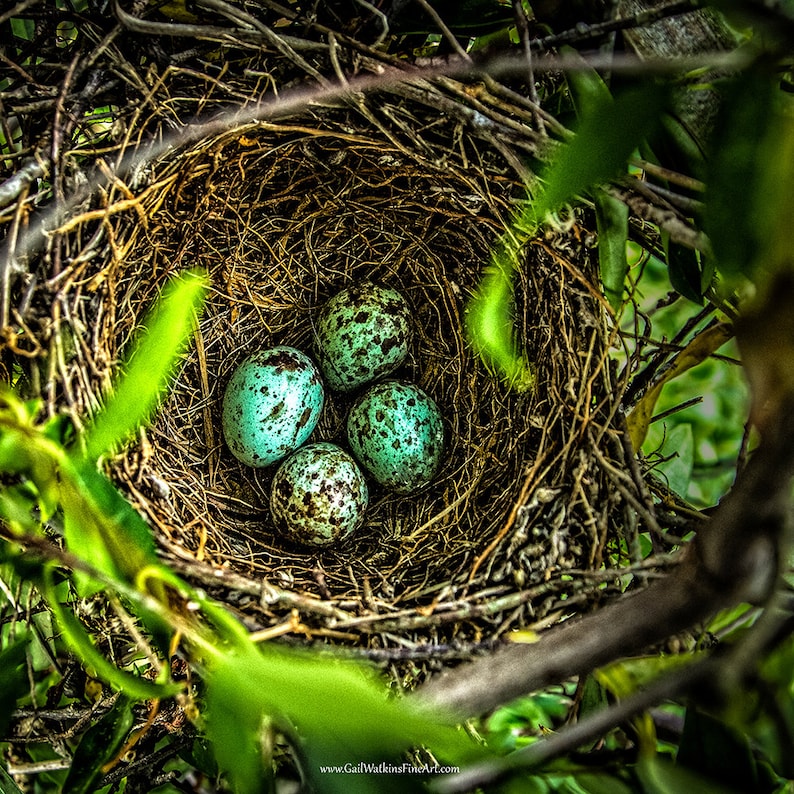 Download Rustic Farmhouse Wall Decor Mockingbird Eggs in the Nest Wall | Etsy