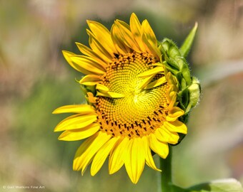 Sunflower Print,  Yellow Sunflower Art in Square or Rectangular Sizes