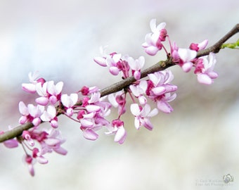 Pink Floral Fine Art Print, Red Bud Blooms Photographic Art, Nature Spring Bloom Print