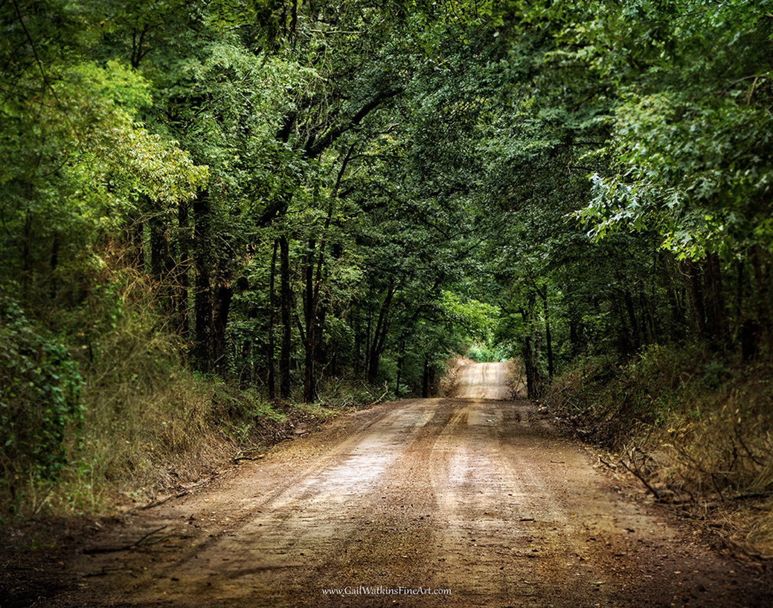 Rustic Country Road Fine Art Print, Woodland Dirt Road Landscape Color