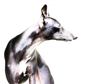 Print | 'The Stare' | Photographic Print