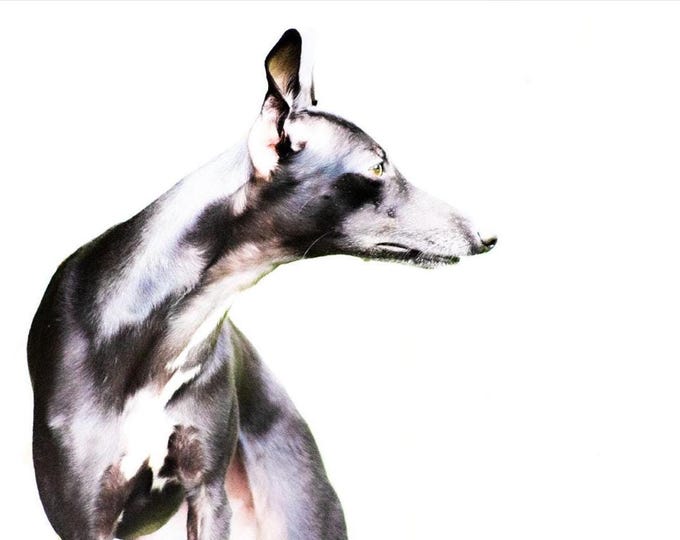 Print | 'The Stare' | Photographic Print