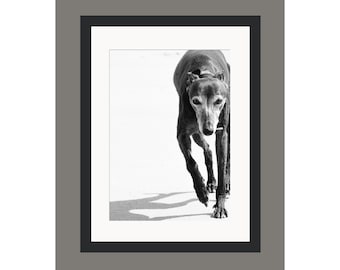 Print | 'Hound Dog' | Photographic Print | Mounted Print