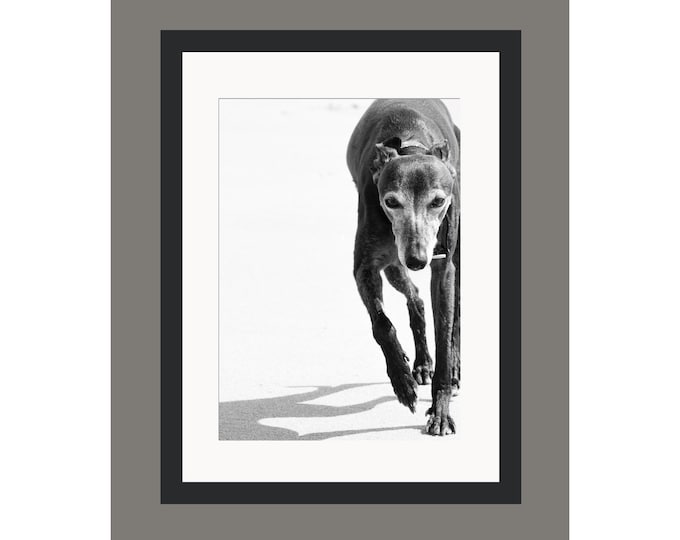 Print | 'Hound Dog' | Photographic Print | Mounted Print