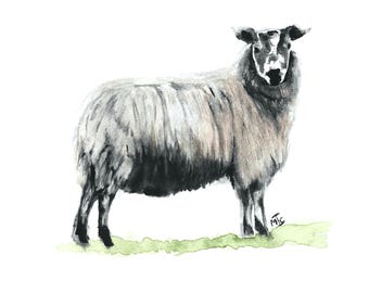 Print | 'The Sheep' | Print of Original Watercolour