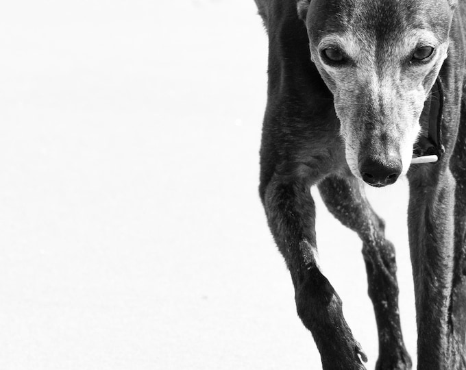 Print | 'Hound Dog' | Photographic Print