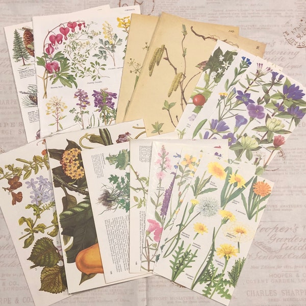 BOTANISCHES Buchseitenset, Junk Journal Collage, 20 Seiten, Edith Holden, Wildblumen, Illustrationen