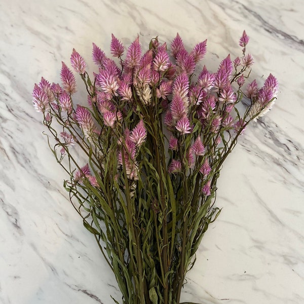 Dried Purple Celosia "Flamingo Feather" Flowers