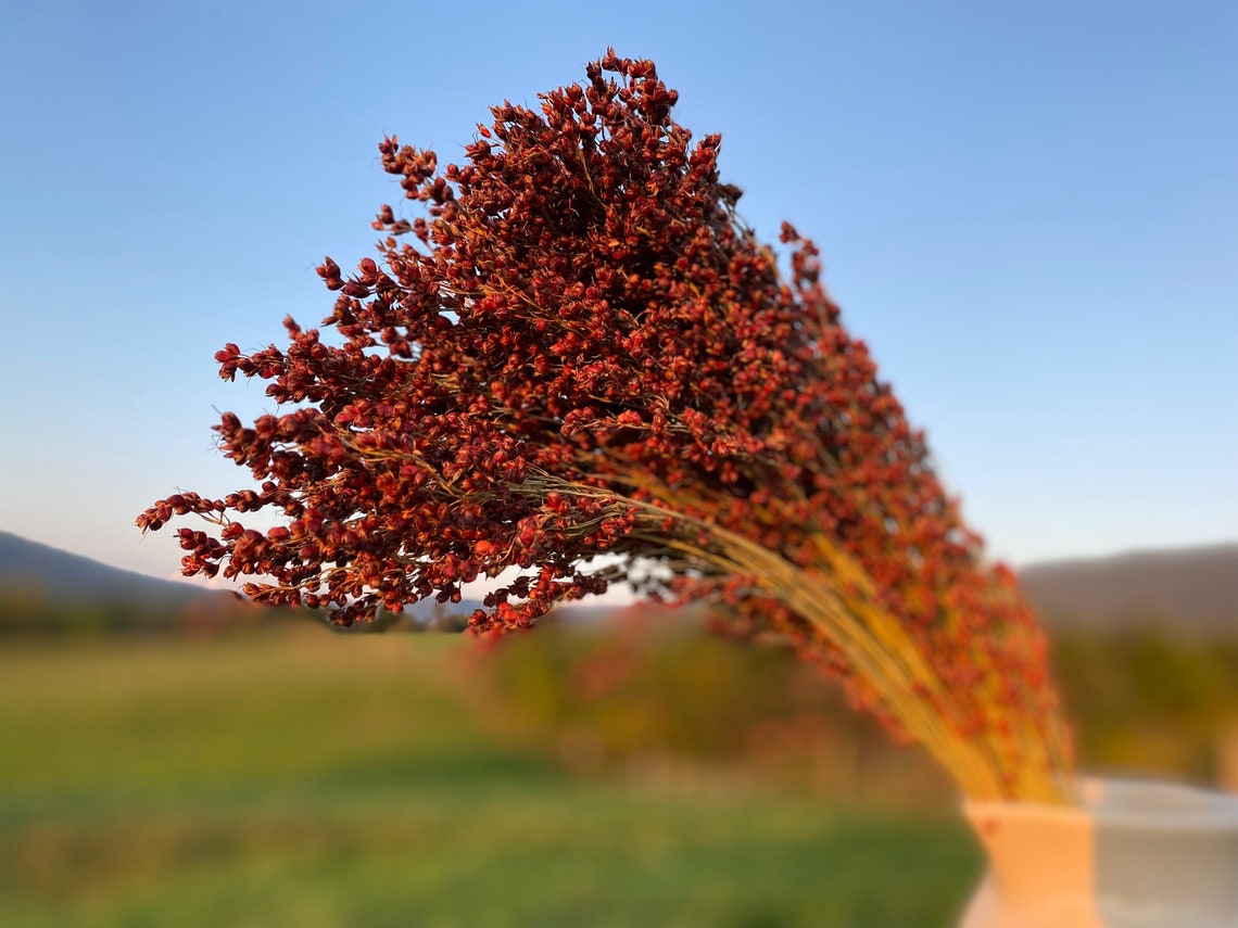 Broom Corn Stalks Dried Red Swag Dried Floral Rustic Etsy
