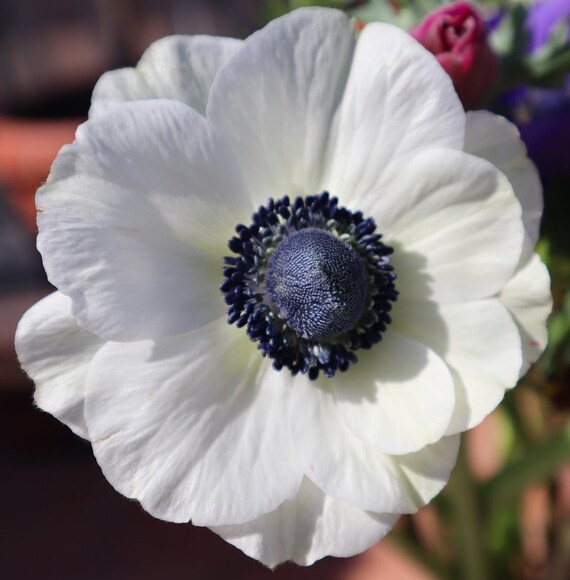 Anemone Galilee White panda Bulbs Etsy
