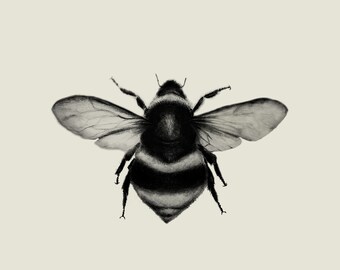 Bumblebee - 8 x 8”