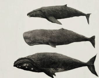 Cetaceans - 12" x 18"