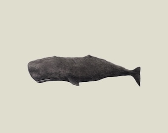 Individual Whales - 8 x 10" each