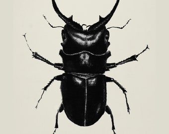 Stag Beetle - 8 x 10"