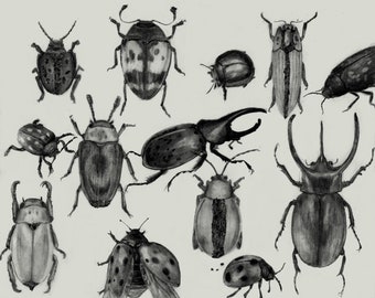 Beetles - 12" x 18"