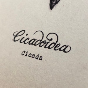 Cicada Brood X Illustration Print 8.5x11in - Entomology- Insect Art ...