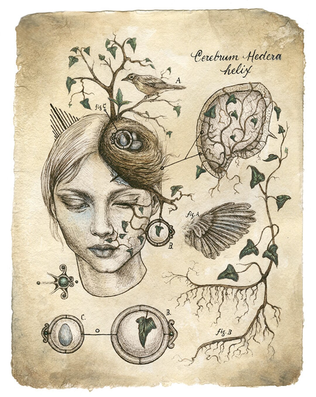 Robin's Nest Brain Scientific Illustration Art Nature - Etsy Robin's Nest Brain Scientific Illustration Art Nature - Etsy