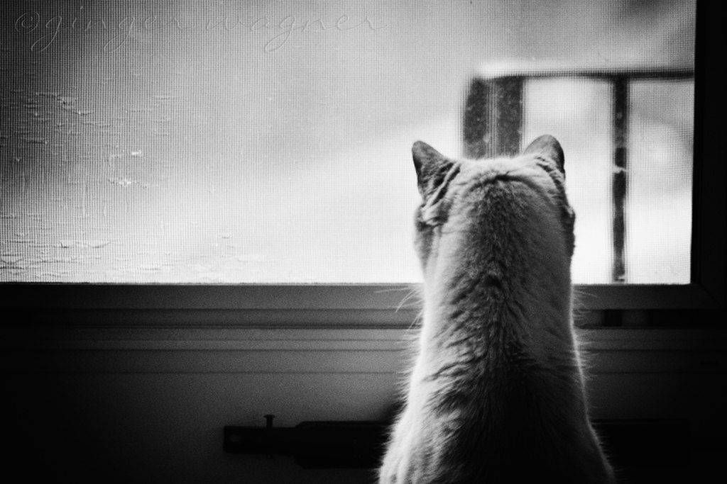 Blanco y negro fotografía Animal curiosidad 8 x 12 arte | Etsy