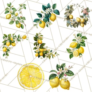 64 Png, clipart citron, citron botanique PNG vintage, agrumes Clip Art, illustrations imprimables de citron, fleur de citron PNG, décoration de cuisine image 8