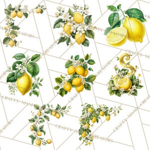 64 Png, clipart citron, citron botanique PNG vintage, agrumes Clip Art, illustrations imprimables de citron, fleur de citron PNG, décoration de cuisine image 4