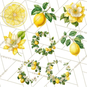 64 Png, clipart citron, citron botanique PNG vintage, agrumes Clip Art, illustrations imprimables de citron, fleur de citron PNG, décoration de cuisine image 9