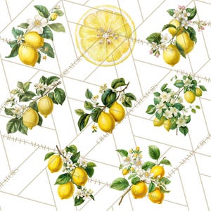 64 Png, clipart citron, citron botanique PNG vintage, agrumes Clip Art, illustrations imprimables de citron, fleur de citron PNG, décoration de cuisine image 7