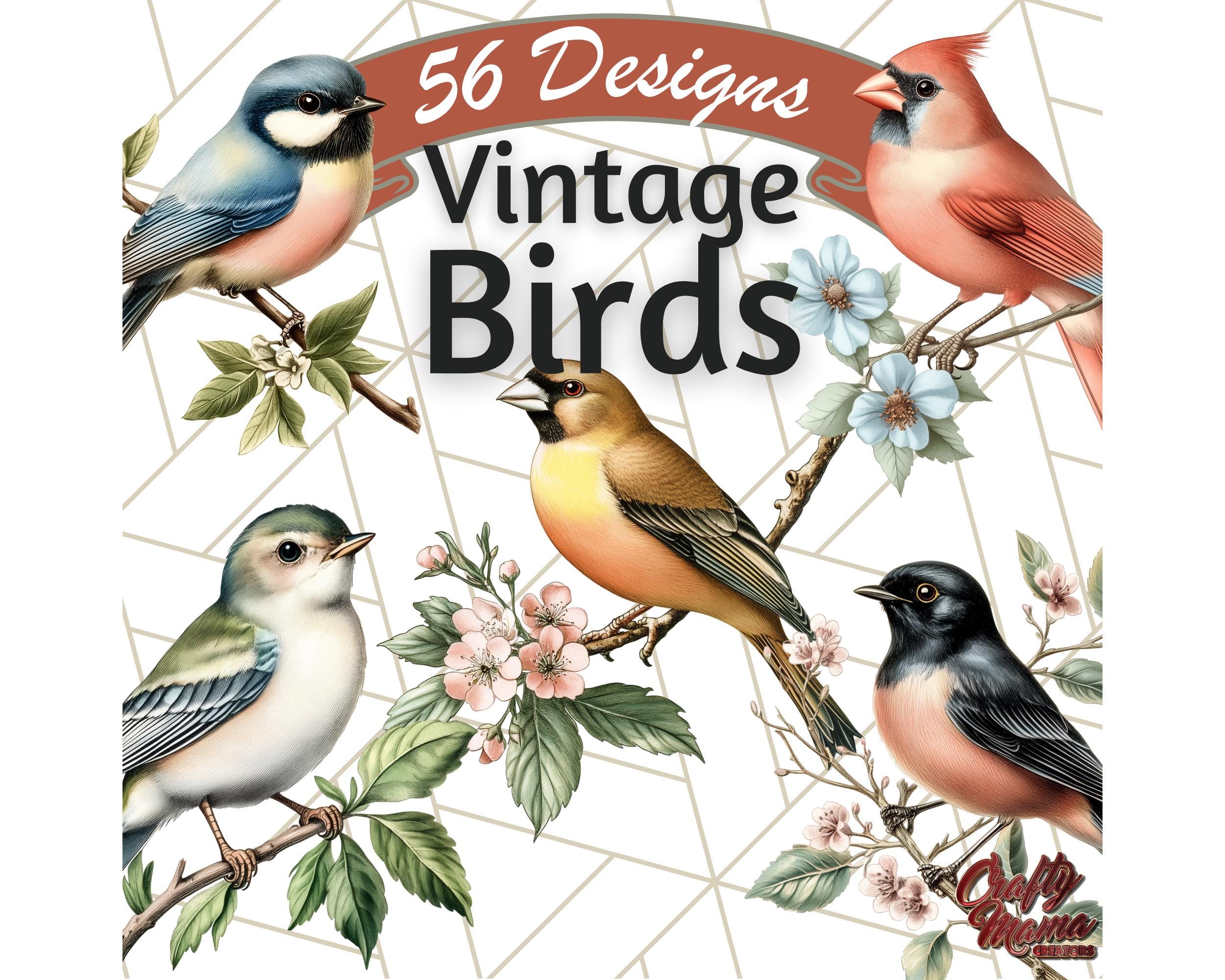 Vintage Song Bird Clipart PNG, Antique Bird Illustrations Clip Art, Botanical Birds on Branches, Spring Nature Aesthetic PNG