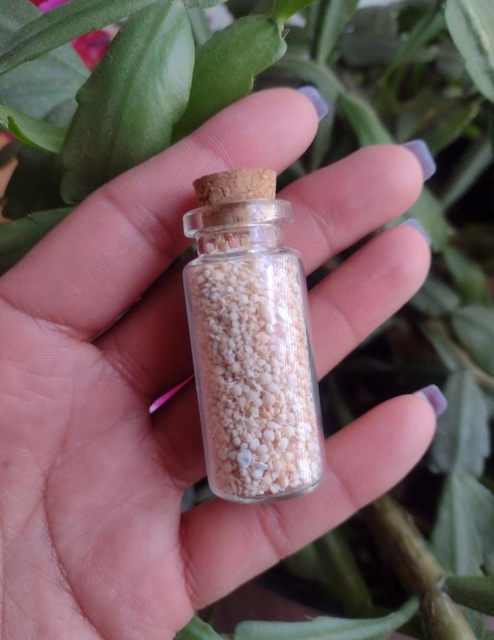 RARE Okinawa Star Sand 10ml Jar, Star Shaped Japan Beach Sand, Sun