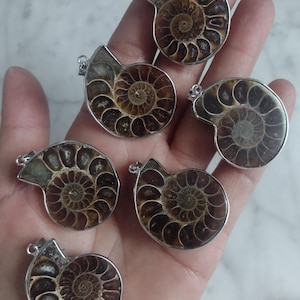 Ammonite pendant, ammonite Genuine Fossil ~ Calcenite Stone Korite Gemstone