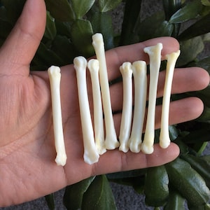 May include: A collection of small, off-white bones, likely from a bird or small animal. The bones are slender and cylindrical, with slightly bulbous ends. They are arranged in a hand, with a green leafy background.