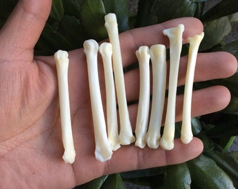 5 PACK Coyote Foot bone, throwing bones, for jewelry, oddities, curiosities, ethically sourced, Wicca, hoodoo, santeria, voodoo