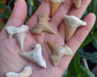 May include: A collection of seven fossilized shark teeth in various shades of tan, beige, and off-white. Each tooth features a distinct triangular crown and a wider, textured root structure, displaying natural variations in shape and surface texture.