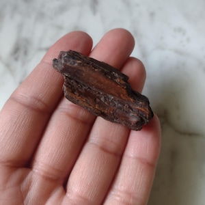 Fossil Horse Tooth Teeth Fossils Stone Gemstone Genuine Equine Fossil B