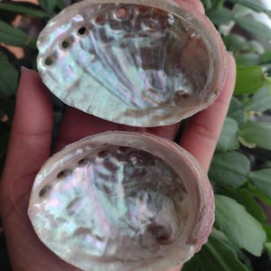 BULK 5 PACK 2.5-3&quot; Abalone Shells ~ Smudge Shell, Sea Shell, Bohemian Decor, Smudge Tools, Incense Holder, Cleansing, Altar tool