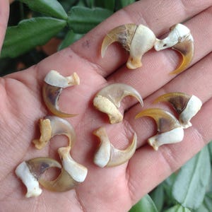 Bobcat Claw, throwing bones, oddities, curiosities, ethically sourced, Wicca, hoodoo, santeria, voodoo, bones magick