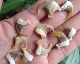 Bobcat Claw, throwing bones, oddities, curiosities, ethically sourced, Wicca, hoodoo, santeria, voodoo, bones magick