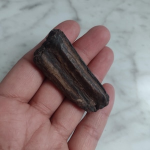 Fossil Horse Tooth Teeth Fossils Stone Gemstone Genuine Equine Fossil F