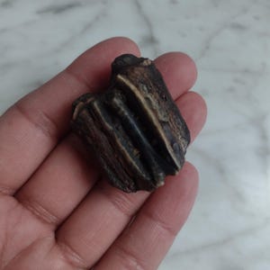 Fossil Horse Tooth Teeth Fossils Stone Gemstone Genuine Equine Fossil D