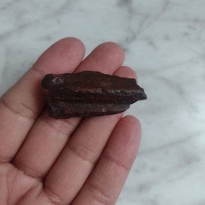 Fossil Horse Tooth Teeth Fossils Stone Gemstone Genuine Equine Fossil C